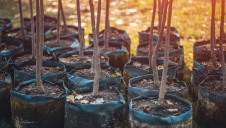 This guide explains how offsets can be utilised, what the key considerations are for businesses and how the process works